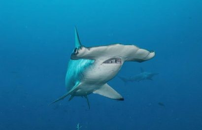 7872383389c40d4ea8f9c2584c5cbe562cdb8c63m