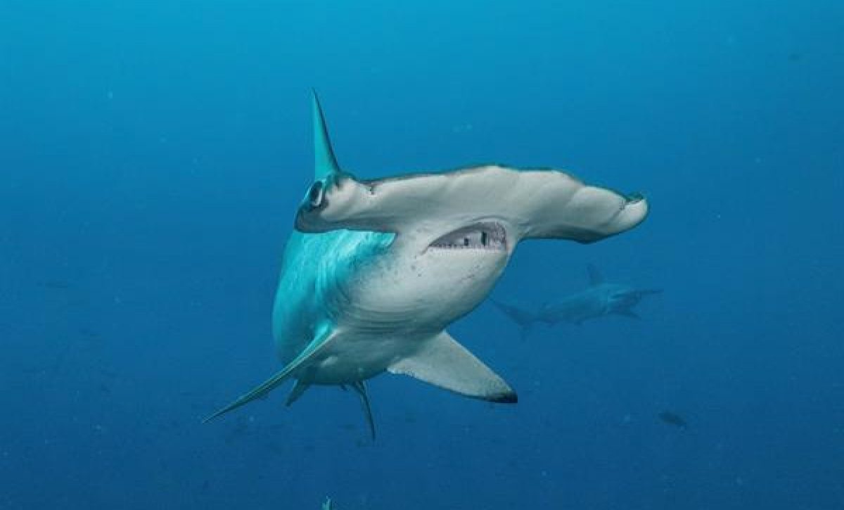 7872383389c40d4ea8f9c2584c5cbe562cdb8c63m