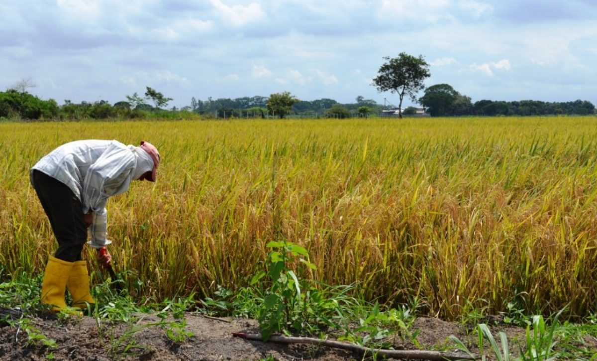 Afiliados al Seguro Campesino anuncian marcha para este lunes 25 de agosto en Portoviejo, provincia de Manabí. (Ministerio de Agricultura)