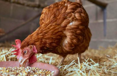 Alerta en Ecuador: Gremios productivos advierten crisis alimentaria inminente y denuncian trabas a la importación de maíz. (Pexels)