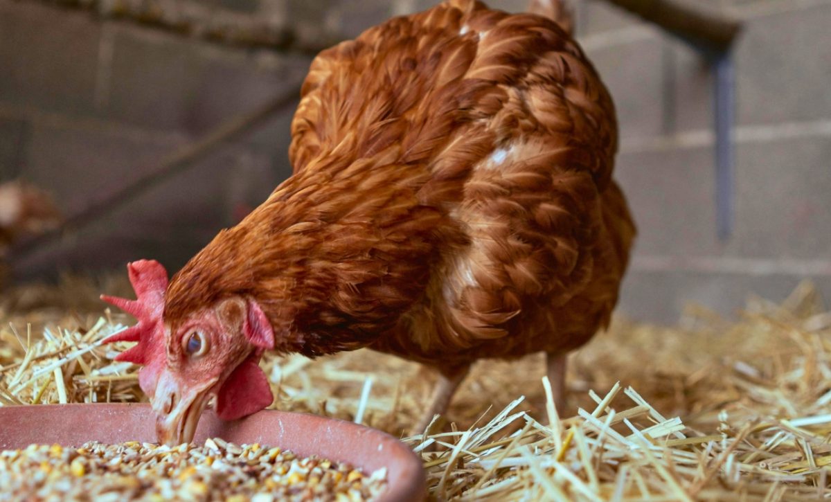 Alerta en Ecuador: Gremios productivos advierten crisis alimentaria inminente y denuncian trabas a la importación de maíz. (Pexels)