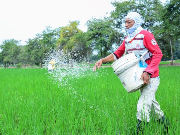 América Latina y el arroz Brasil, Perú y Ecuador destacan por el consumo de este grano, que es fundamental en su alimentación
