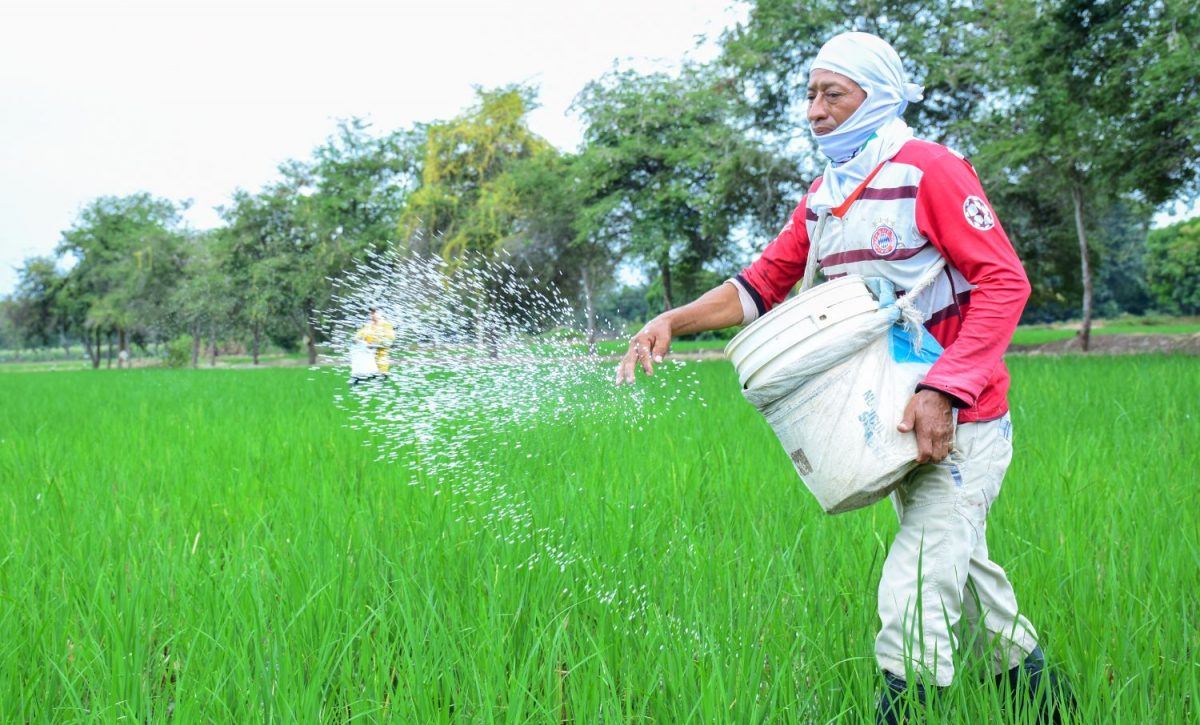 América Latina y el arroz Brasil, Perú y Ecuador destacan por el consumo de este grano, que es fundamental en su alimentación