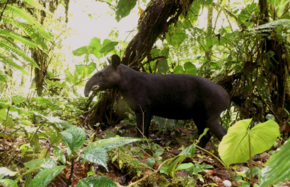 Ampliación del Refugio Río Zuñag protege 2.065 hectáreas de biodiversidad en Tungurahua