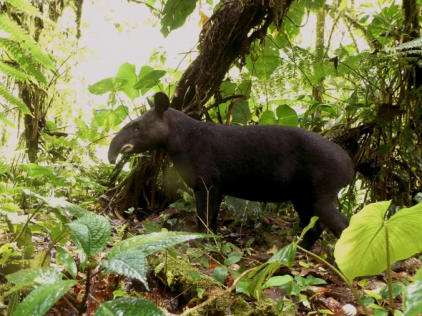 Ampliación del Refugio Río Zuñag protege 2.065 hectáreas de biodiversidad en Tungurahua