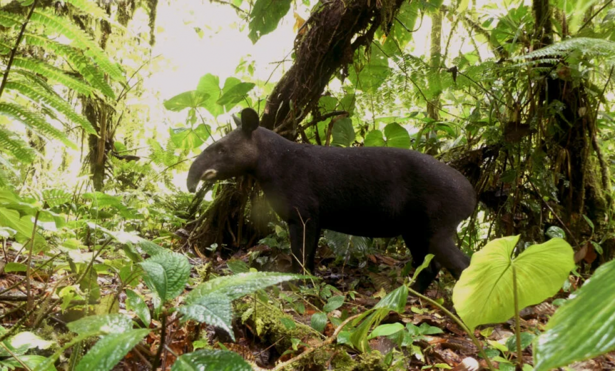 Ampliación del Refugio Río Zuñag protege 2.065 hectáreas de biodiversidad en Tungurahua