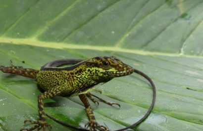 Anolis-37_-Juan-Pablo-Reyes-768x512-1