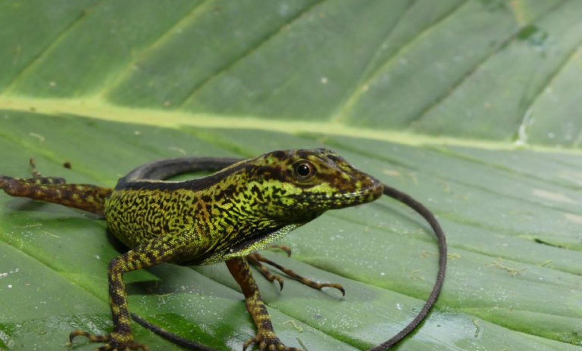 Anolis-37_-Juan-Pablo-Reyes-768x512-1