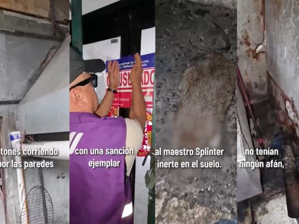 Arcsa clausuran chifa en Guayaquil que tenía una rata muerta en el área de preparados, y otros roedores y plagas rondando la cocina