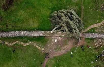 Así destruyeron un árbol histórico con motosierra y terminaron en prisión.