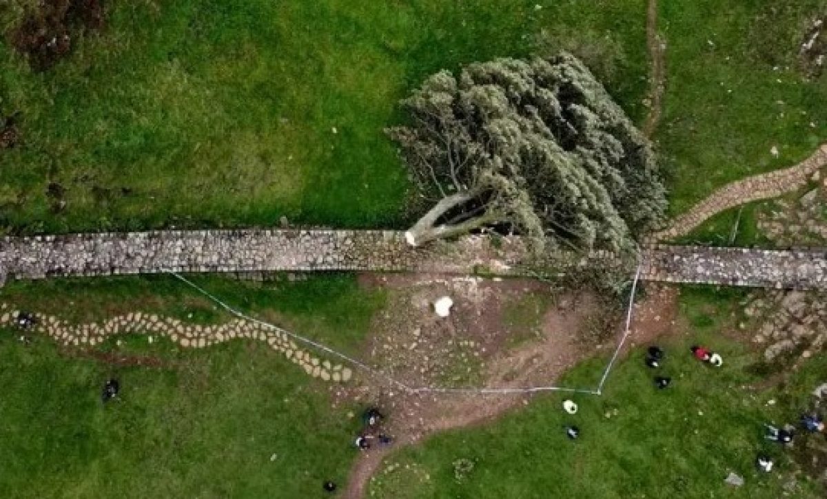 Así destruyeron un árbol histórico con motosierra y terminaron en prisión.