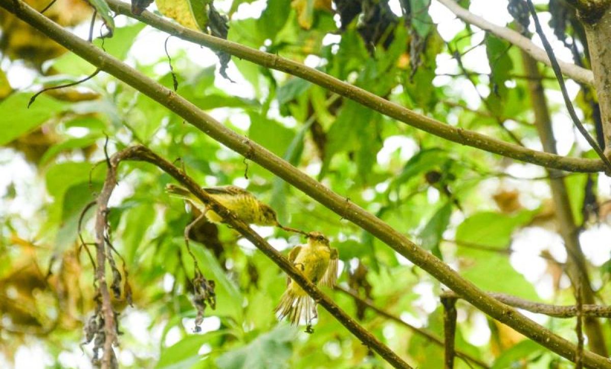 Avistan-individuos-de-pajaro-brujo-en-peligro-critico-en-isla-de-Galapagos