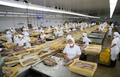 Exportaciones de pescado: Ecuador se consolida como una potencia acuícola y atunera mundial. (CFN)