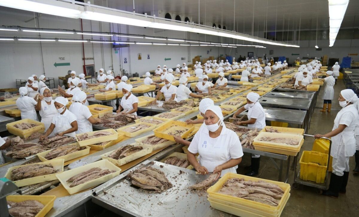 Exportaciones de pescado: Ecuador se consolida como una potencia acuícola y atunera mundial. (CFN)