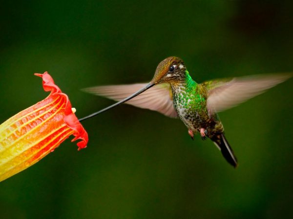 Colibríes de pico largo desaparecen por deforestación en bosques del sur del país