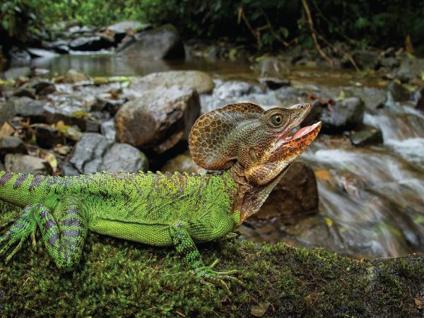 Ciudadanos documentan especies por la biodiversidad en maratón