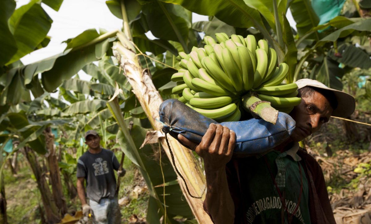 Cultivo-Banano-Yara-scaled-1