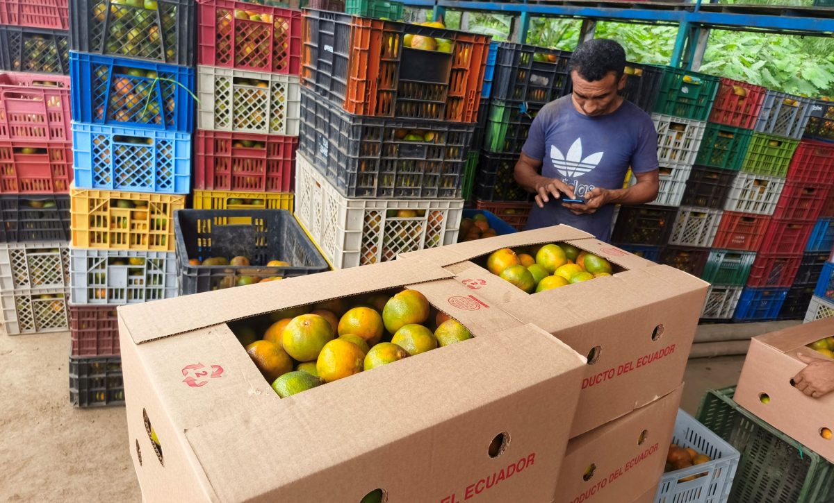 De zonas como El Bejuco, San Andrés, El Pueblito, La Tablada de Sánchez, llegan los productores con la fruta a los centros de acopio.