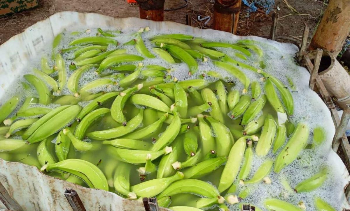 Detectan 56 hectáreas de plátano afectadas por moko en las parroquiales rurales de Santo Domingo que limitan con El Carmen
