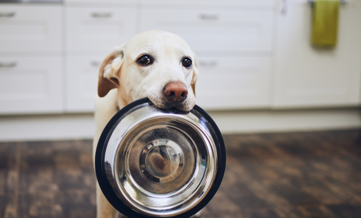 Mascotas felices y sanas: la importancia de una buena alimentación