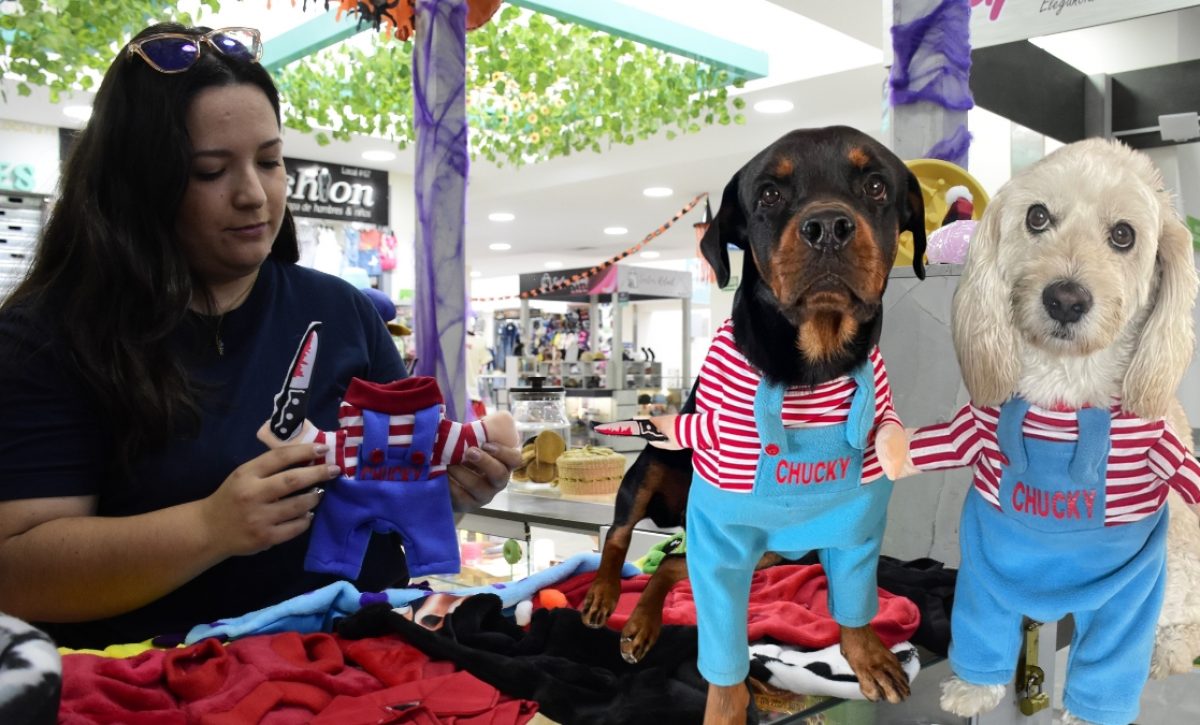 Disfraces para mascotas en Portoviejo: La tendencia de Halloween que confirma que son "parte de la familia".