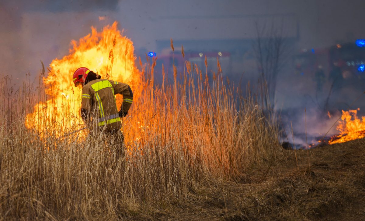 El 99% de los incendios forestales son provocados por el ser humano, ya sea por quemas agrícolas, fogatas mal apagadas o simples descuidos.