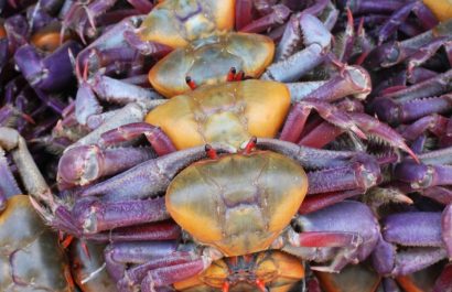 El Ministerio de Producción ha oficializado los periodos de veda para el cangrejo rojo y azul en Ecuador durante 2026.