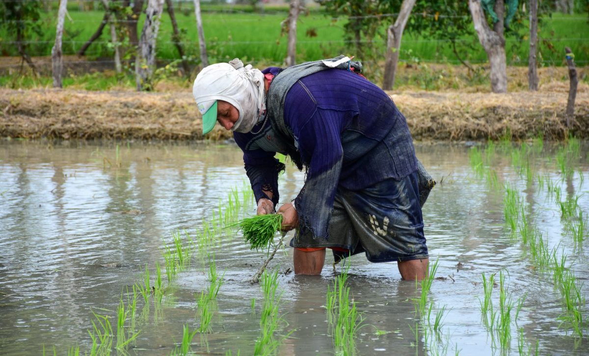 "El consumo anual de arroz por persona en Ecuador es de aproximadamente 50 kg, una de las cifras más altas de América Latina