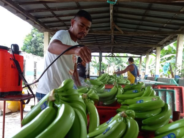 El empleo en Ecuador es impulsado por el sector privado impulsa, conozca las cifras oficiales más recientes del INEC. (Archivo-API)