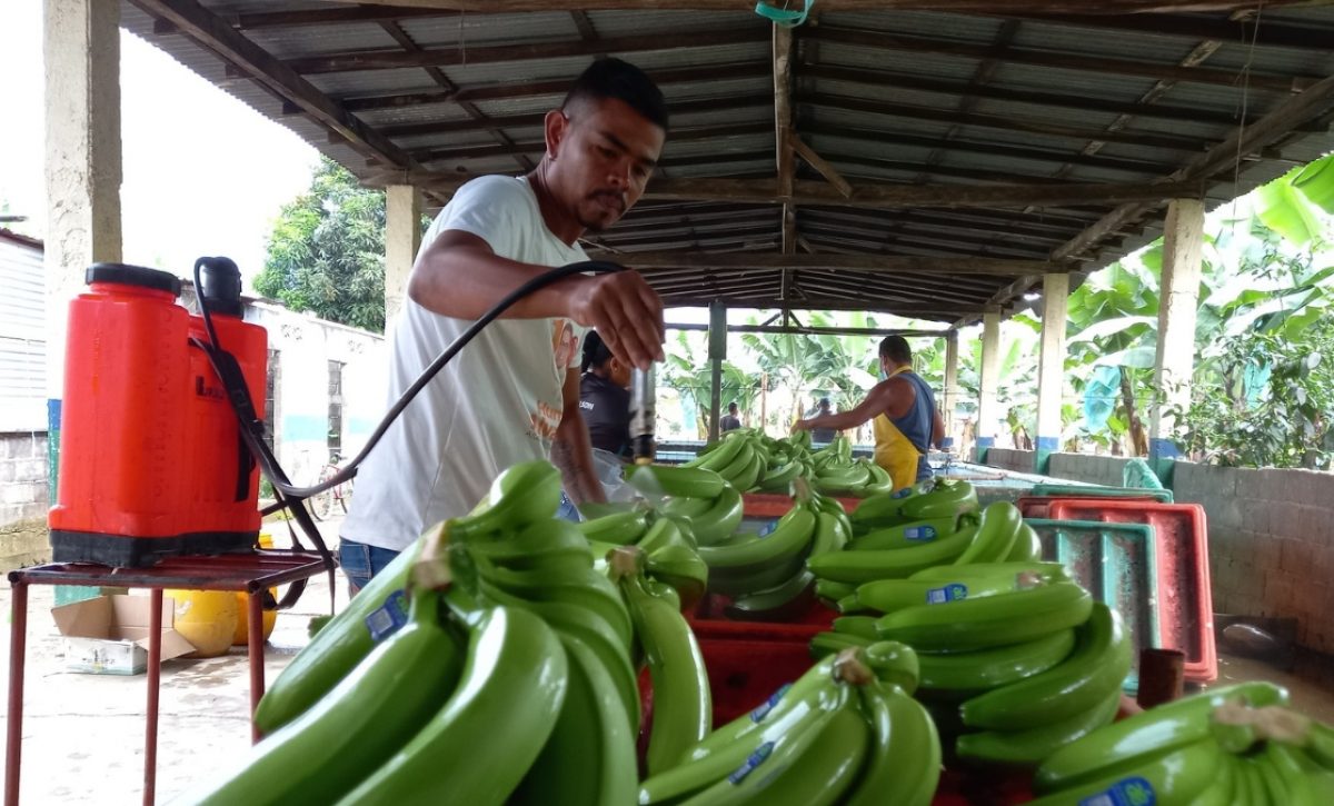 El empleo en Ecuador es impulsado por el sector privado impulsa, conozca las cifras oficiales más recientes del INEC. (Archivo-API)