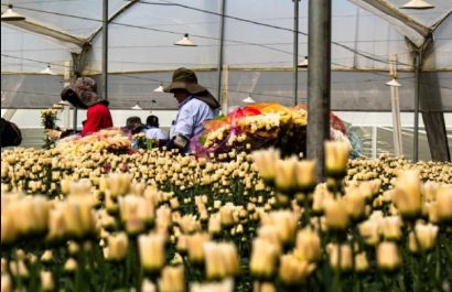 El sector florícola de Imbabura es uno de los más grandes e importantes del país.