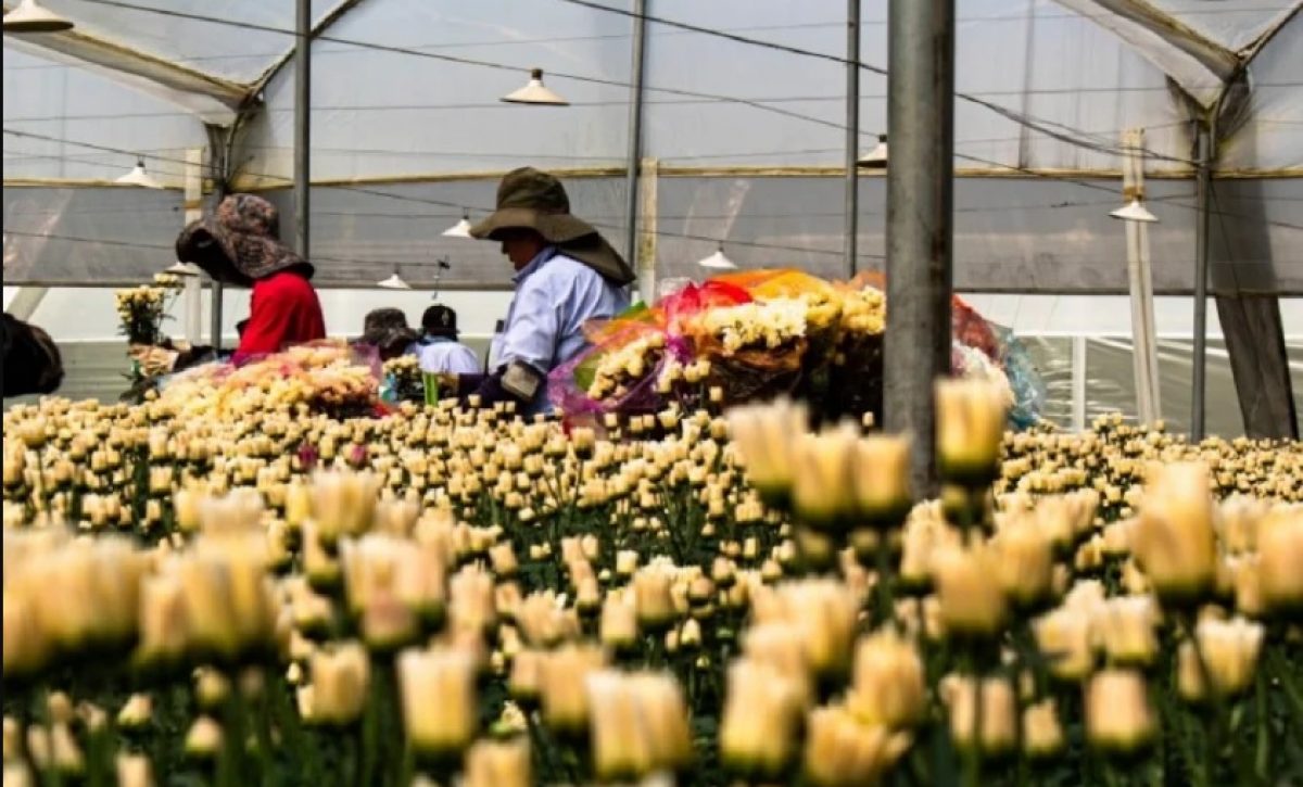 El sector florícola de Imbabura es uno de los más grandes e importantes del país.