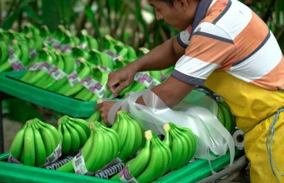 Esto dice Agrocalidad sobre el consumo de banano ante las posibles afectaciones del hongo Fusarium E4T en musáceas en Ecuador. (Agrocalidad)
