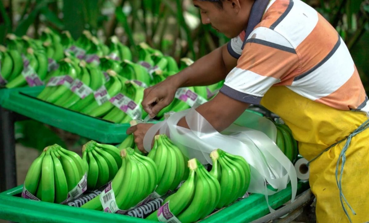 Esto dice Agrocalidad sobre el consumo de banano ante las posibles afectaciones del hongo Fusarium E4T en musáceas en Ecuador. (Agrocalidad)