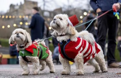 Estudio científico revela aprendizaje lingüístico pasivo en perros. FOTO: Europa Press.
