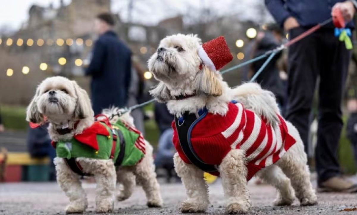 Estudio científico revela aprendizaje lingüístico pasivo en perros. FOTO: Europa Press.