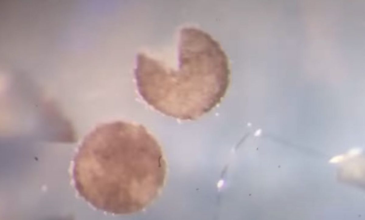 Desarrollan los primeros robots vivientes que pueden reproducirse