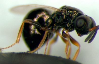 Científicos descubren mecanismo natural de pausa del envejecimiento en avispas