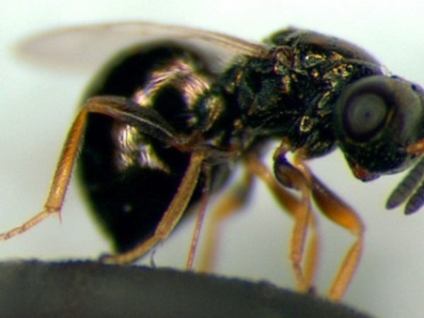 Científicos descubren mecanismo natural de pausa del envejecimiento en avispas