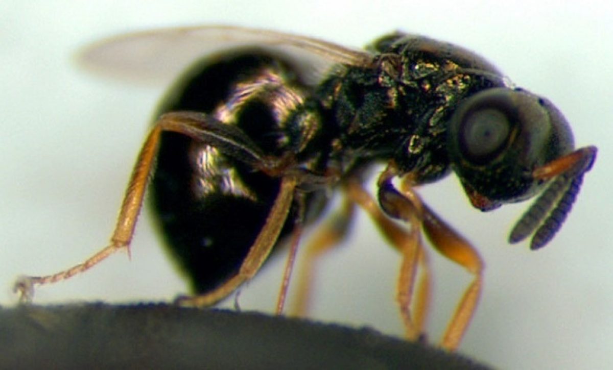 Científicos descubren mecanismo natural de pausa del envejecimiento en avispas