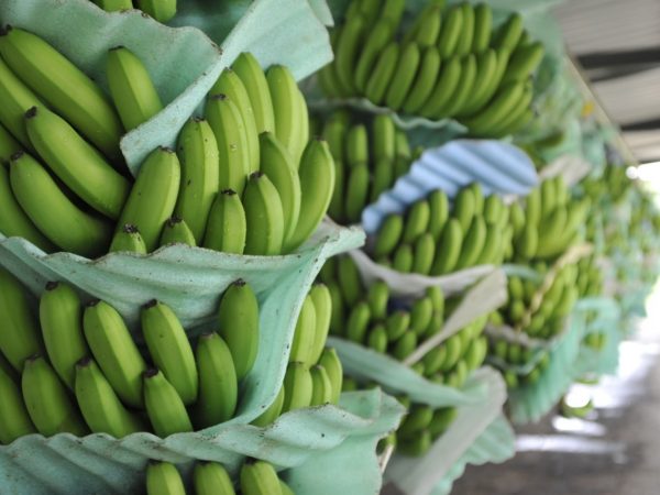 Exportaciones de banano ecuatoriano crecieron en el primer semestre del 2025