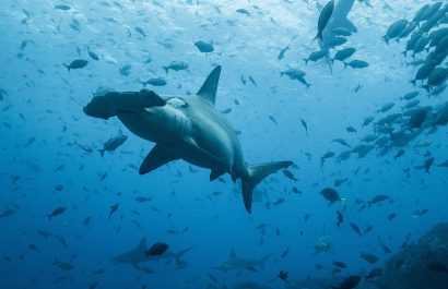 Galápagos entre las áreas con más tiburones del planeta, según estudio científico.