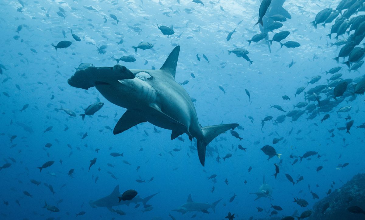 Galápagos entre las áreas con más tiburones del planeta, según estudio científico.