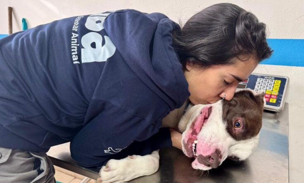 Golpeado en la calle la historia de Toretto y la rápida acción de la UBA