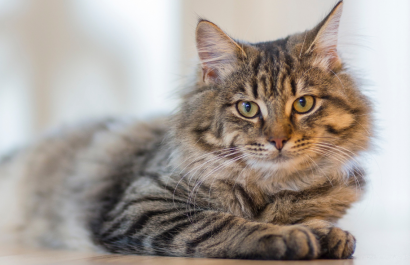 Los gatos son mucho más que una simple mascota.