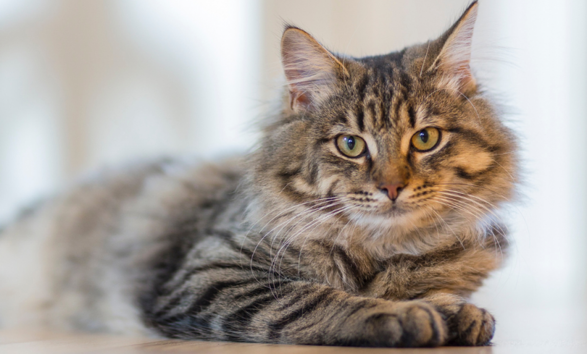 Los gatos son mucho más que una simple mascota.