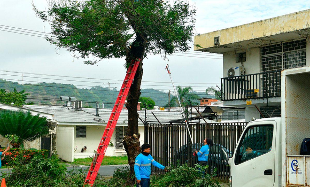 Quince espacios públicos fueron intervenidos en Urdesa Central durante una jornada liderada por el Municipio de Guayaquil y vecinos.