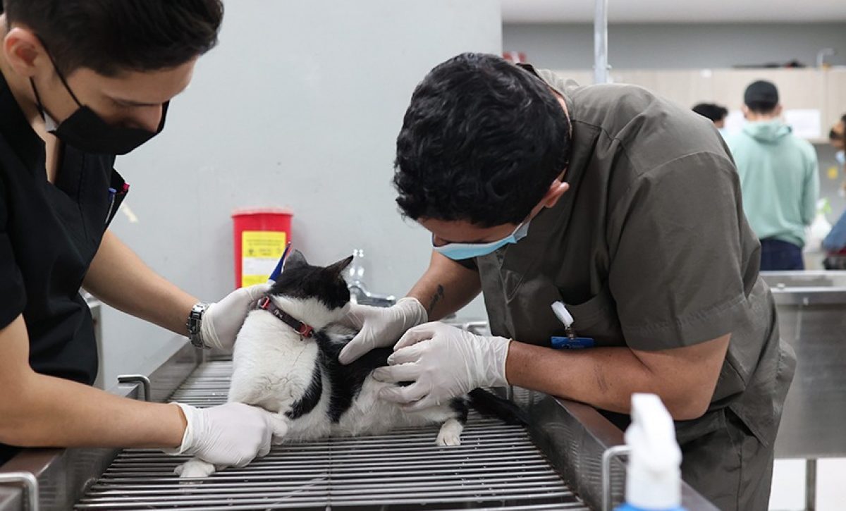 Guayaquil duplicó las esterilizaciones de perros y gatos en julio de 2025, alcanzando la cifra más alta del año en su programa.