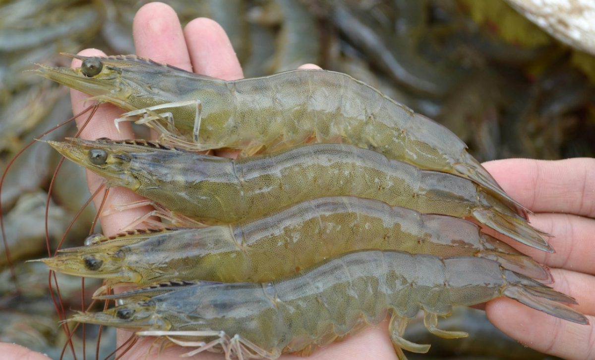 Japón se convierte en el segundo destino del camarón ecuatoriano en Asia, después de China. (Pexels)