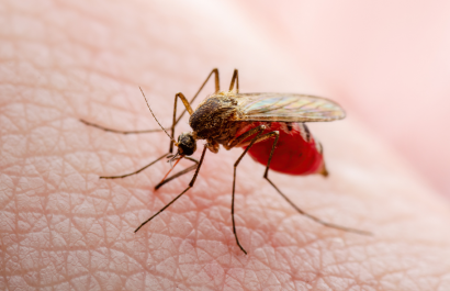 La malaria se transmite principalmente por la picadura de hembras del mosquito Anopheles infectadas con el parásito.